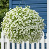 Calibrachoa