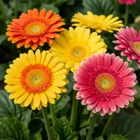 Gerbera