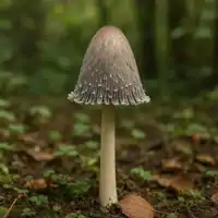 Hnojník inkoustový