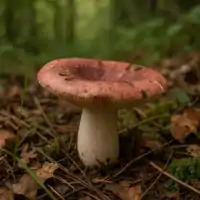 Holubinka mandlová