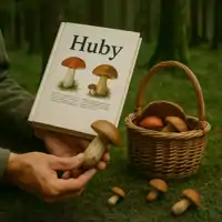 Houby a hřiby v lese