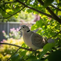 Hrdlička na zahradě