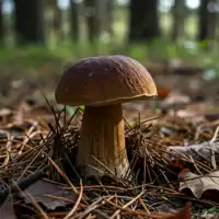 Hřib borový