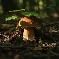 Hřib dubový