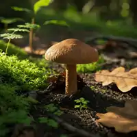 Hřib hnědý