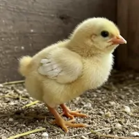 Jak správně líhnout kuřata v líhni