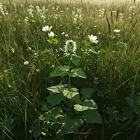 Kokoška pastuší tobolka