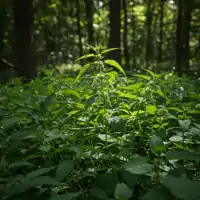 Kopřiva dvoudomá