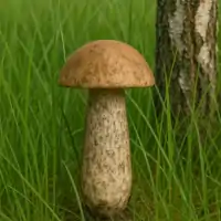 Kozák březový
