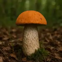 Křemenáč krvavý