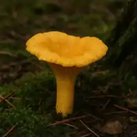 Liška obecná