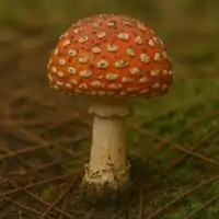 Muchomůrka červená