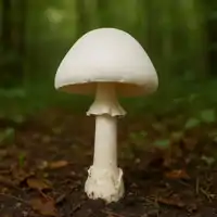 Muchomůrka jízlivá