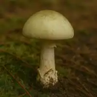 Muchomůrka zelená