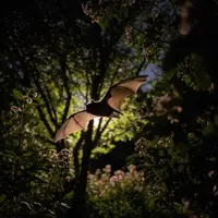 Netopýr na zahradě