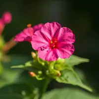 Nocenka