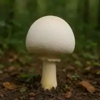 Pečárka zápašná