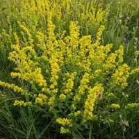 Svízel (Galium)