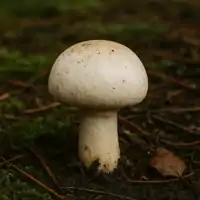 Žampion polní