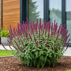 Agastache