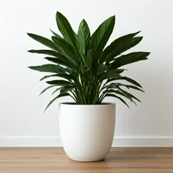 Aspidistra