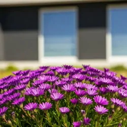 Delosperma