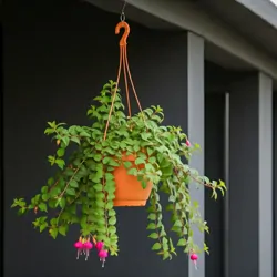 Fuchsie