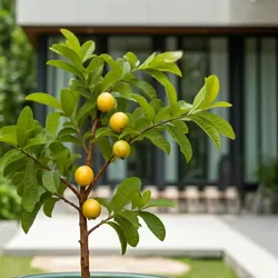 Guava