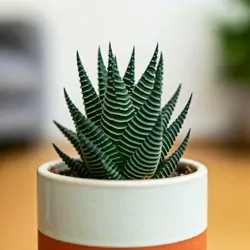 Haworthia