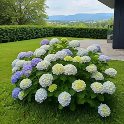 Hortenzie