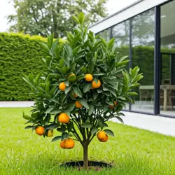 Mandarinka