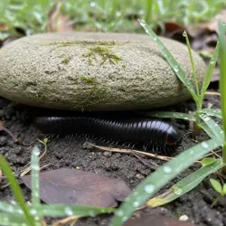 Mnohonožka na zahradě