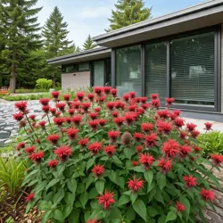 Monarda