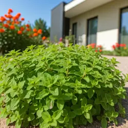 Oregano