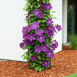 Plamének - Clematis