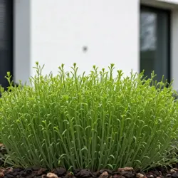 Řeřicha setá
