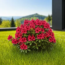 Rododendron