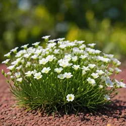 Rožec