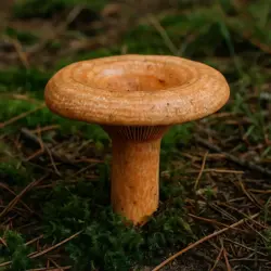 Ryzec smrkový