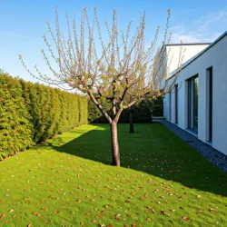 Třešeň