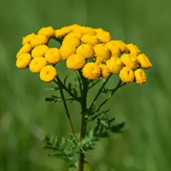 Vratič obecný